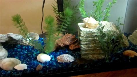 Sea Shell Crayfish Aquarium Youtube