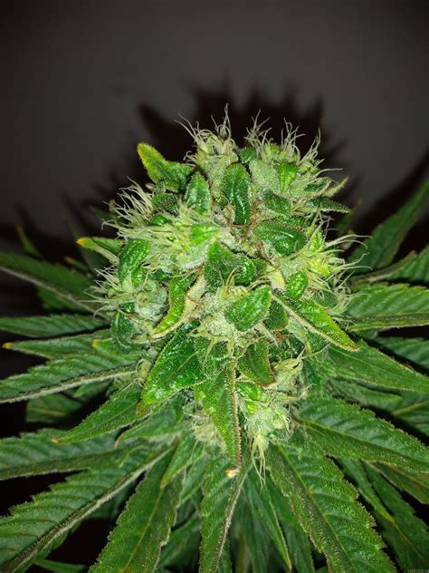 Super OG Kush (Pyramid Seeds) :: Cannabis Strain Gallery