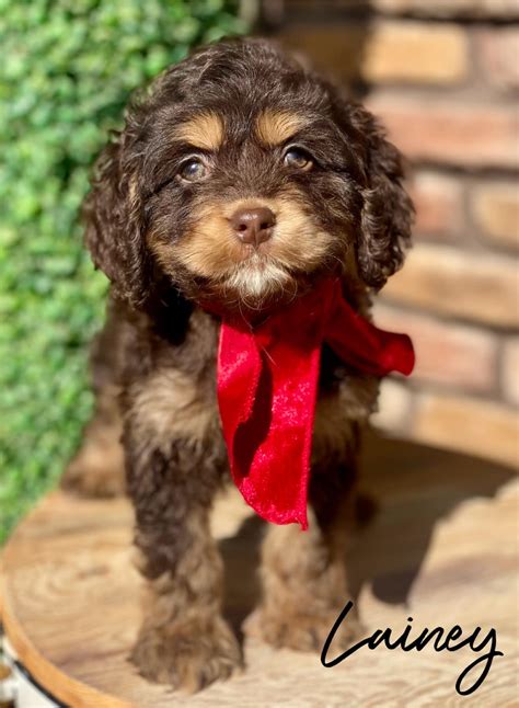 Lainey Chocolate Tri Cockapoo Girl Platinum Goldendoodles