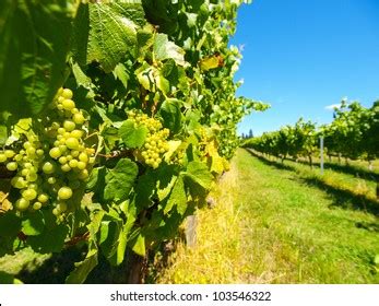 1,348 New Zealand White Wine Images, Stock Photos & Vectors | Shutterstock