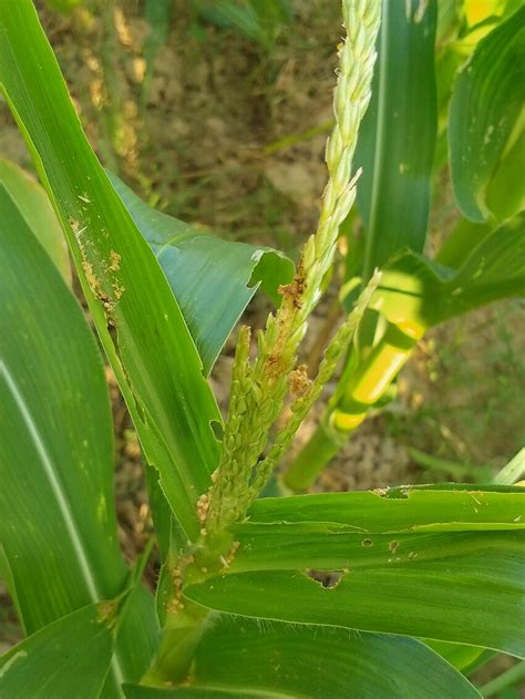 Damaging Symptoms Of Fall Armyworm Worm Spodoptera Furgiperda On Maize