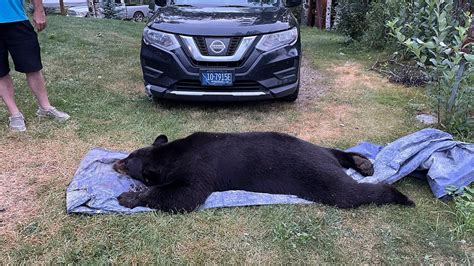 Montana Fiancé Shoots Kills Large Black Bear Found In Couples Living Room 5 Feet Away Fox News