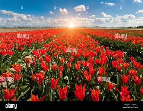 Tulips Beautiful Colorful Red Flowers In The Morning In Spring