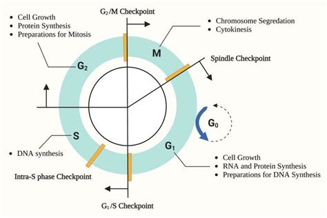 Features Of The Mammalian Cell Cycle Download Scientific Diagram