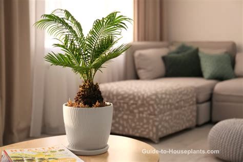 Sago Palm Tree Care: How to Grow Cycas Revoluta Indoors