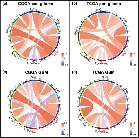 Ikbip Is A Novel Emt Related Biomarker And Predicts Poor Survival In Glioma