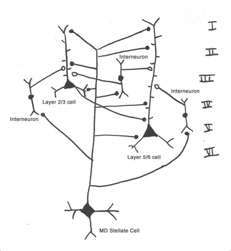 Schematic Diagram Of The Thalamocortical Circuit Open Circles Are Download Scientific Diagram