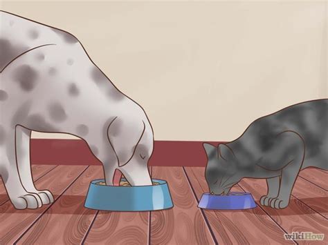 4 Ways To Keep Your Dog From Eating Your Cats Food Cat Food Dogs Cats