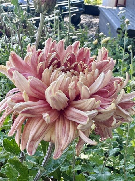 We are cleaning up, but…If you want your garden bursting with mums in