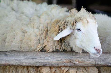 Coccidiosis In Sheep Symptoms Treatment And Prevention