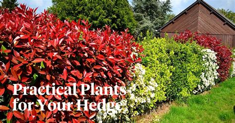 Hedging Plant Ideas You Can Try at Your Home