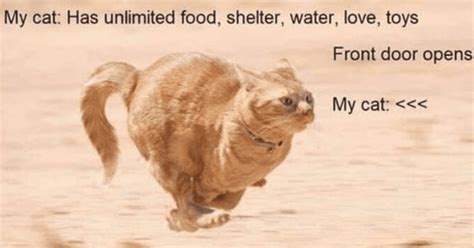 Awesome Cat Memes to Soothe Your Soul