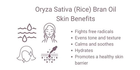 Oryza Sativa Rice Bran Oil Uses Benefits For Skin Skincare Lab