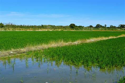 El Cultivo Del Arroz Una Actividad Histórica La Fallera