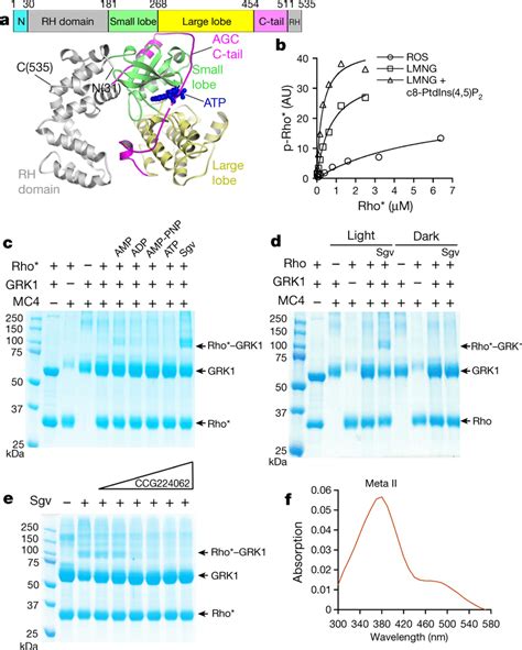 Trapping An Activation Dependent Complex Between Rhodopsin And Grk A