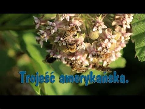 Troje Ameryka Ska Aclepias Syriaca Youtube