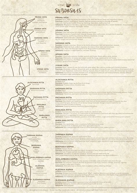 doshas  ayurveda   doshas  vata pitta  kapha poster