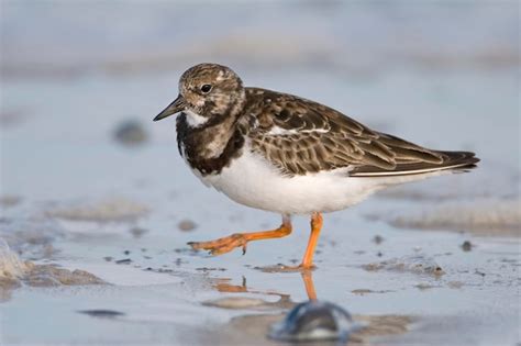 Premium Photo Ruddy Turnstone Arenaria Interpres