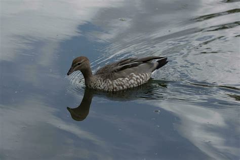 Australian Wood Duck 24739231 Stock Photo at Vecteezy