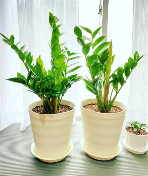 Emerald Palm Zz Plant Care And Tips Guide