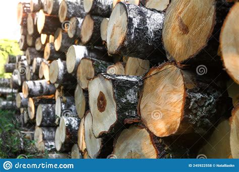 Pile Of Felled Tree Trunks Along A Rural Field Road Stock Photo