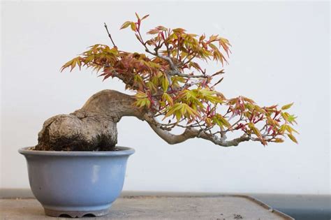 Pinching spring buds on Japanese maple - Bonsai Tonight