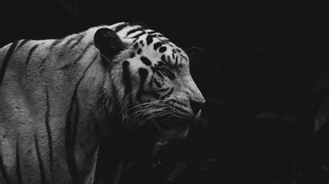 Download Wallpaper 3840x2160 Tiger Animal Predator Wildlife Bw 4k