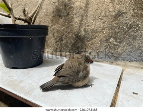 56 Young Waxbill Bird Images, Stock Photos & Vectors | Shutterstock