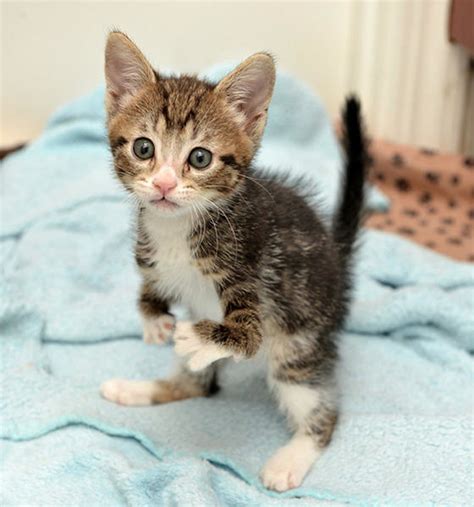 This Kitten Was Born With Bent Legs But She S The Most Adorable Angel