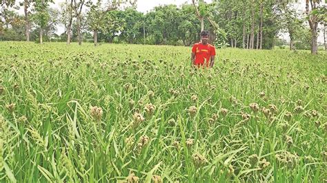 धान से समर्थन मूल्य ज्यादा लेकिन बेचने की व्यवस्था नहीं दे पाए इसलिए