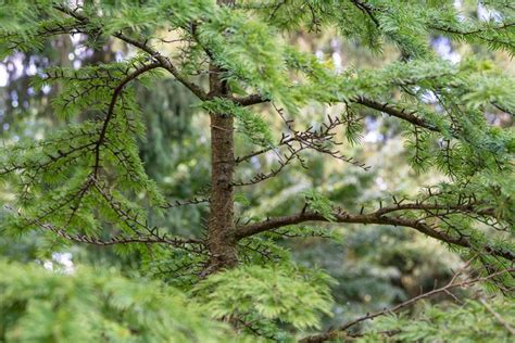 How to Grow and Care for Golden Larch Tree