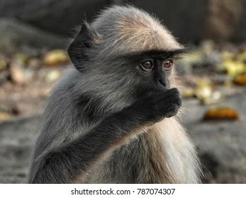 464 Langoor Monkey Images, Stock Photos & Vectors | Shutterstock