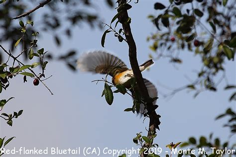 Red-flanked Bluetail (also known as Orange-flanked Bush Robin)