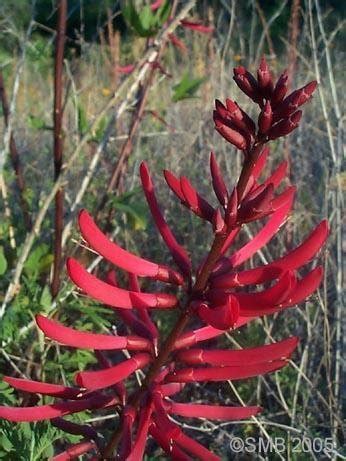 Plantfiles Pictures Erythrina Species Cardinal Spear Cherokee Bean