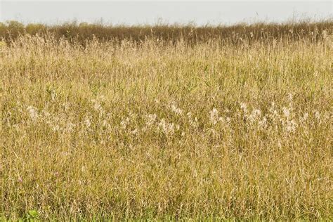 Prairie Grasses Iii Prairie Grasses Glacial Park Mchenry Flickr