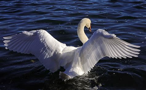 Cygne Oiseau L Eau Photo Gratuite Sur Pixabay Pixabay