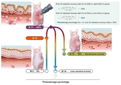 The Established Nude Mouse Photoaging Reversal Model UV Induction Was