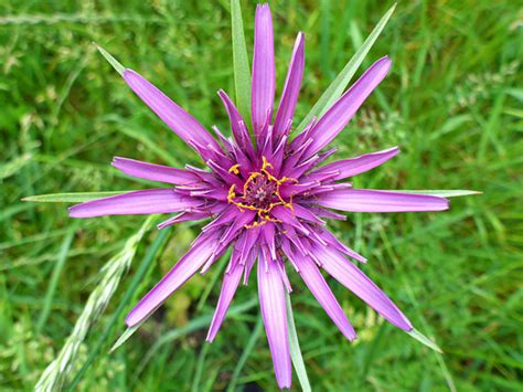 Uk Wildflowers Asteraceae Tragopogon Porrifolius Purple Salsify