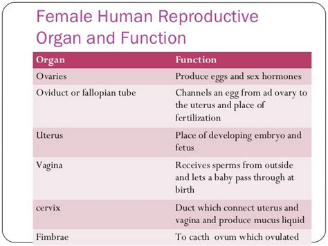 Reproductive System - Anatomy & Physiology