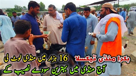 Friday Taxila Bakra Mandi Latest Update August K Ma Soda