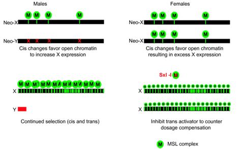 Model Of Sex Chromosome Chromatin Structure Evolution Download