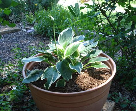 Hostas: Plant Care and Collection of Varieties - Garden.org