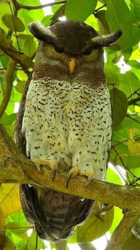 Cute Owls ☯ | Owl, Pet birds, Beautiful birds