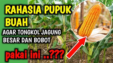 Pupuk Atas Tanaman Jagung Agar Bertongkol Besar Dan Bobot Youtube