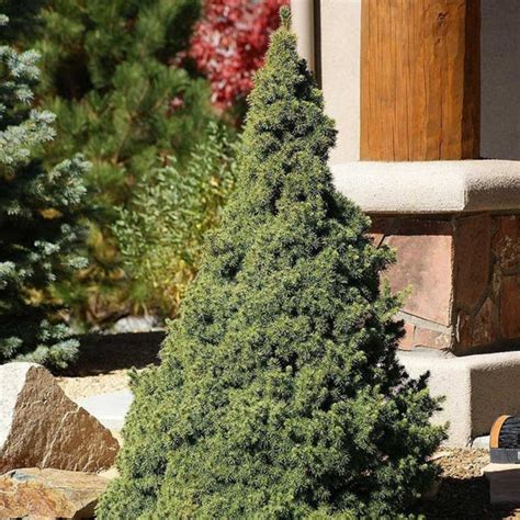 Dwarf Alberta Spruce | Elegant Evergreen Tree — PlantingTree.com