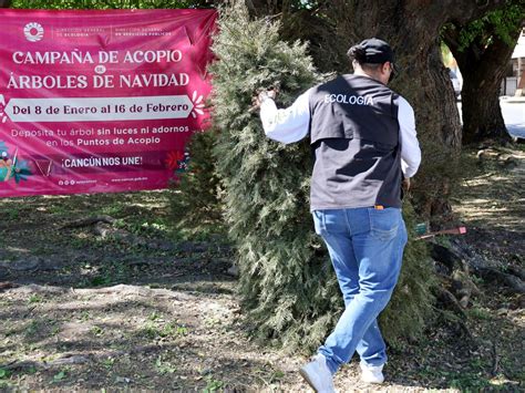 ¡atención Colocan Puntos De Acopio De árboles De Navidad Quintana