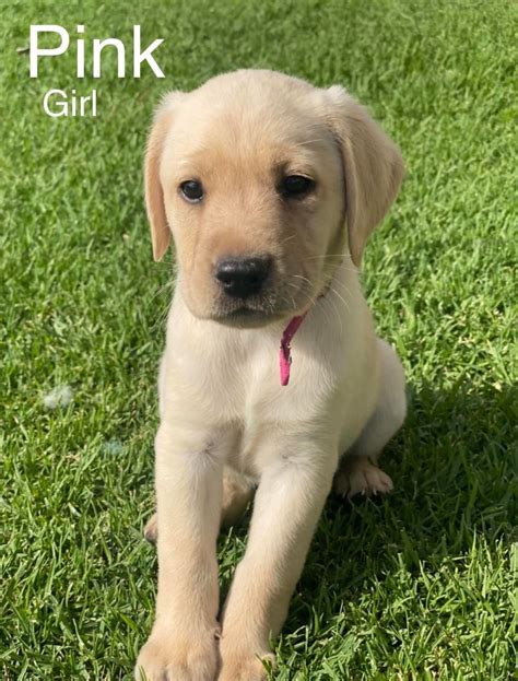 Purebred Labrador Puppies