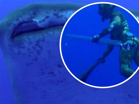 Whale Shark Eating Human