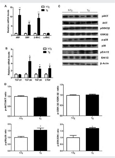 Figure From Cardiac Specific Overexpression Of Farnesyl Pyrophosphate