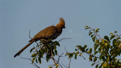 Grey Go Away Bird Corythaixoides Concolor Pilanesberg Nature Reserve